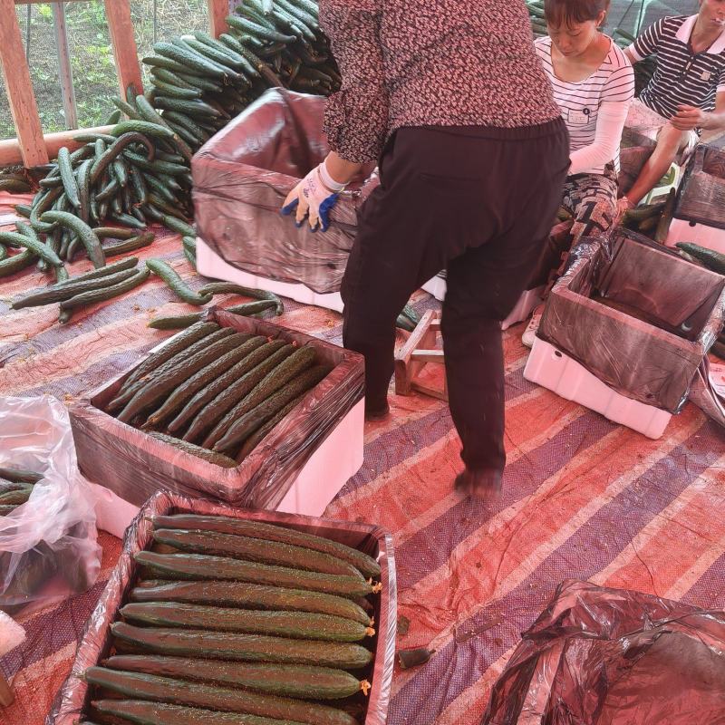 贵州青瓜，大量上市，欢迎各界大佬来盘，市场货，电商货，