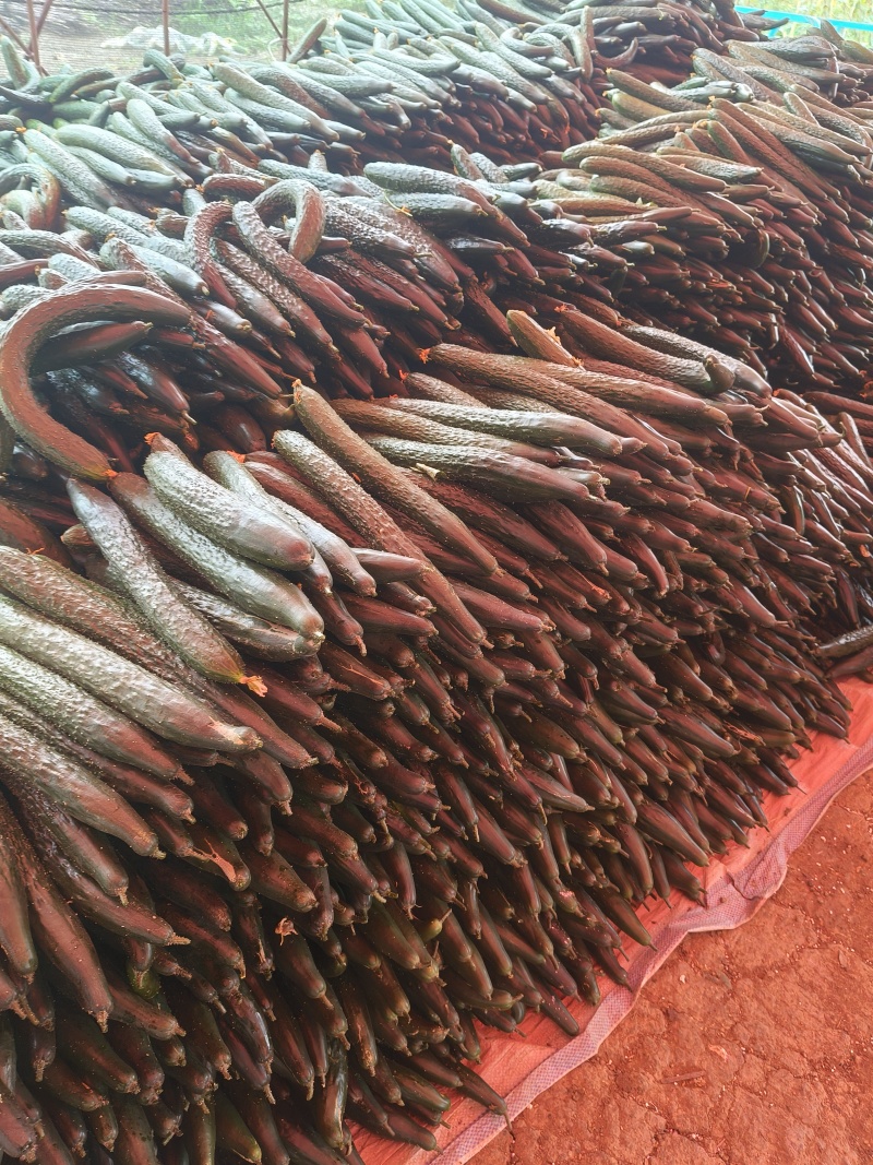 贵州青瓜，大量上市，欢迎各界大佬来盘，市场货，电商货，
