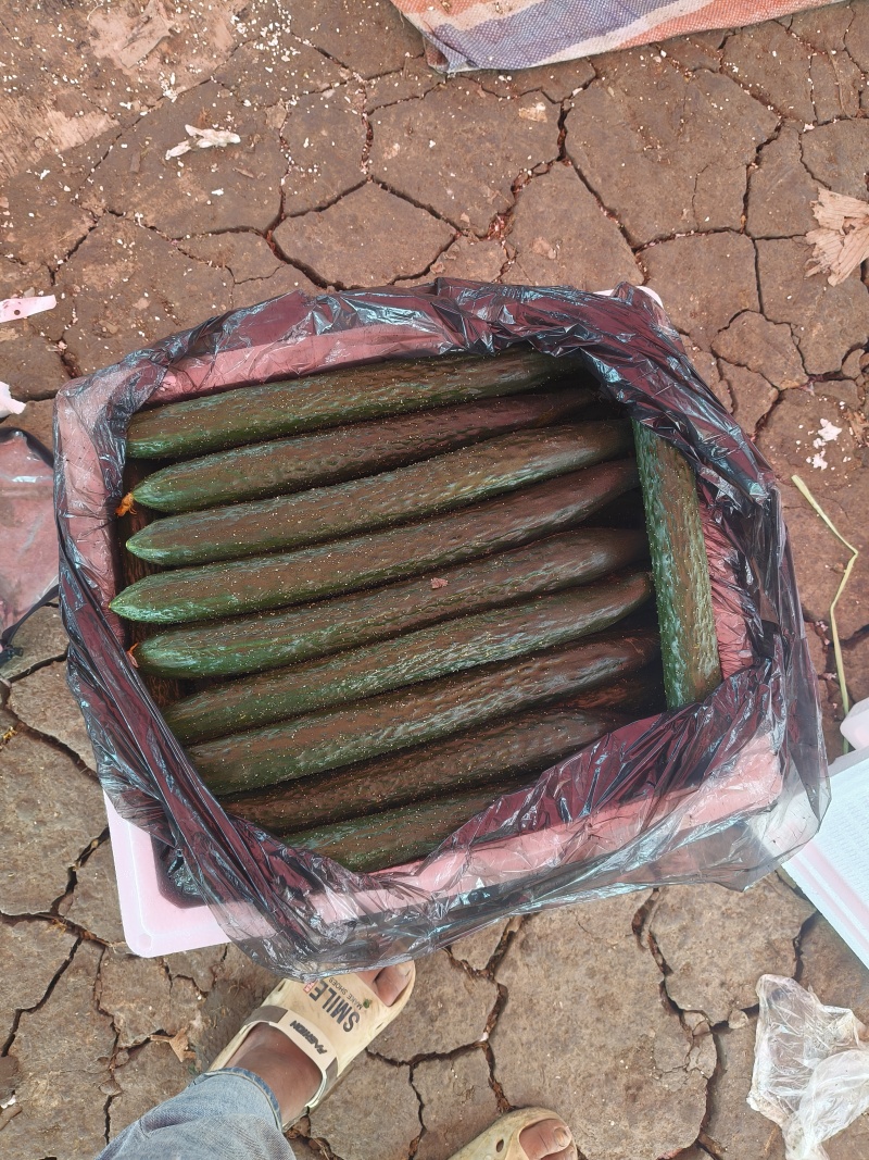 贵州青瓜，大量上市，欢迎各界大佬来盘，市场货，电商货，