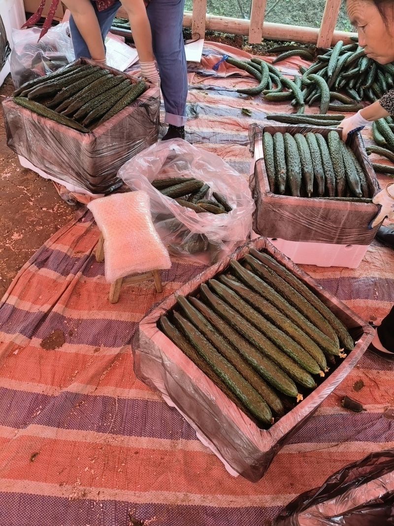 贵州青瓜，大量上市，欢迎各界大佬来盘，市场货，电商货，