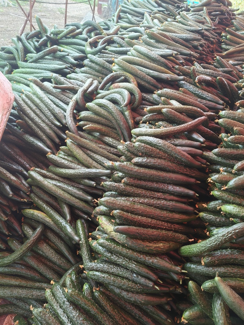 贵州青瓜，大量上市，欢迎各界大佬来盘，市场货，电商货，