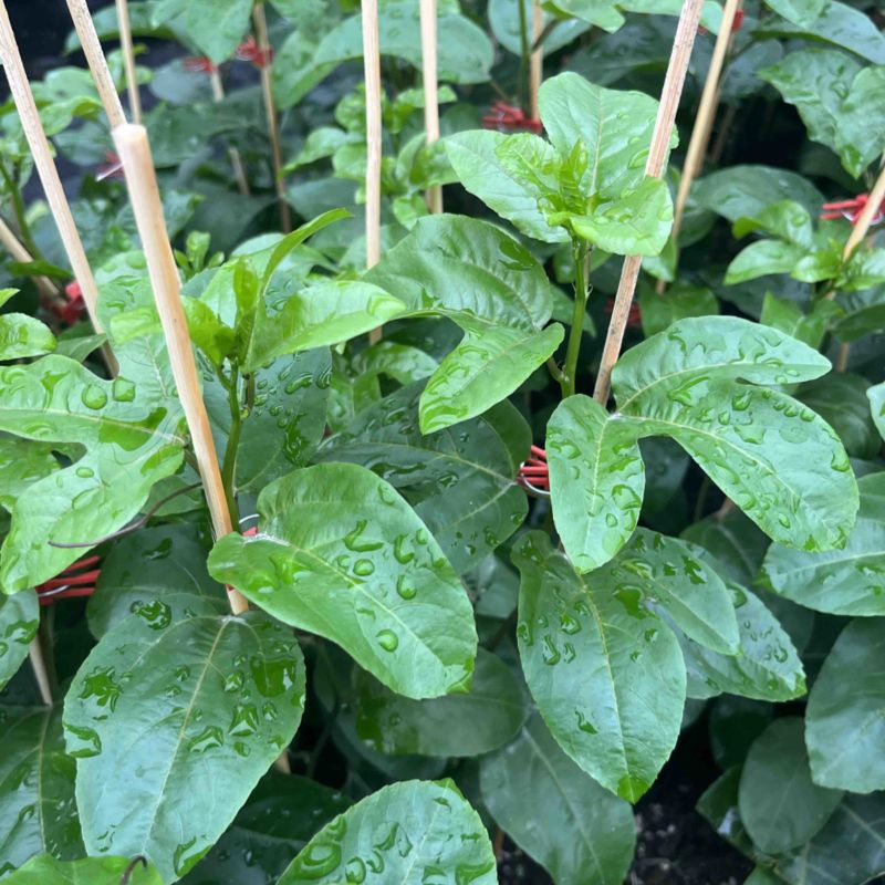 台农一号，紫香优质脱毒苗，定期做苗木病毒检测，根系发达，