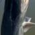 东江湖黑背鸭嘴鱼，黑背鸭嘴鱼，活力强，无腥味，耐运输