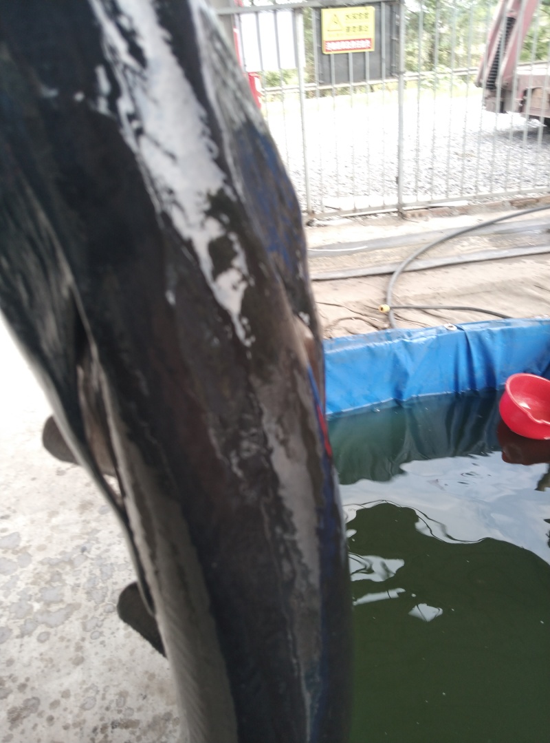 东江湖黑背鸭嘴鱼，黑背鸭嘴鱼，活力强，无腥味，耐运输