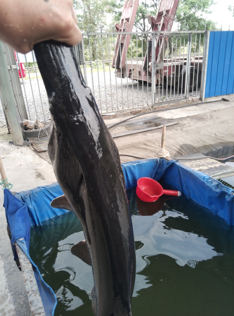 东江湖黑背鸭嘴鱼，黑背鸭嘴鱼，活力强，无腥味，耐运输