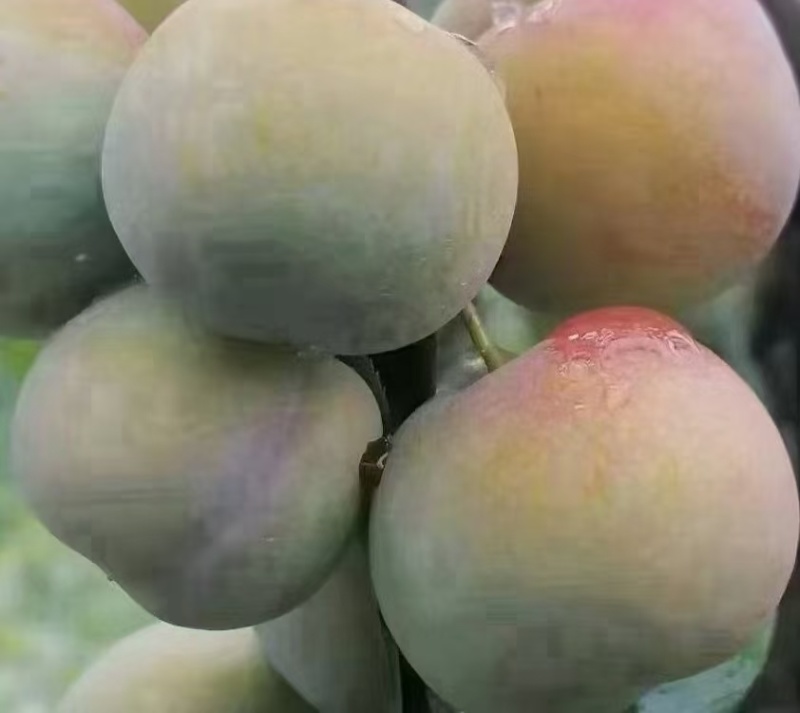 四川泸州叙永赤水河凤凰李