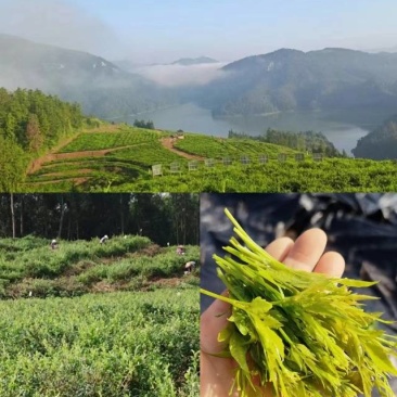 新鲜采摘，纯正莓茶也称为藤茶，来自湖南张家界。