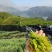 新鲜采摘，纯正莓茶也称为藤茶，来自湖南张家界。