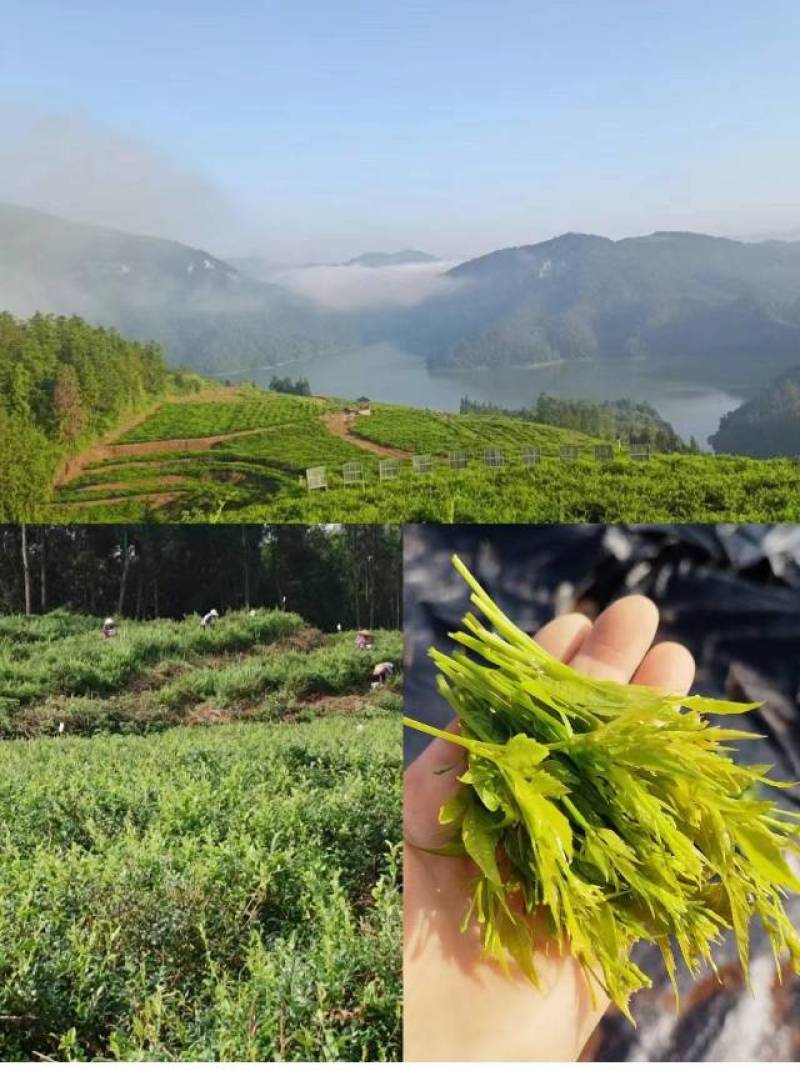 新鲜采摘，纯正莓茶也称为藤茶，来自湖南张家界。