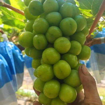 山西阳光玫瑰葡萄个头大甜度高品质好货发全国
