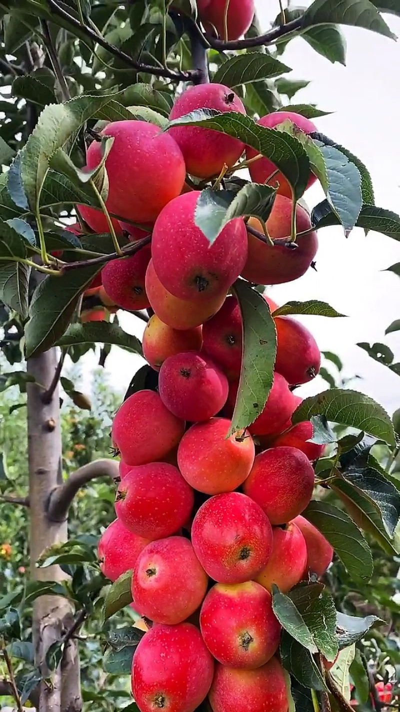 锦绣海棠鸡心果