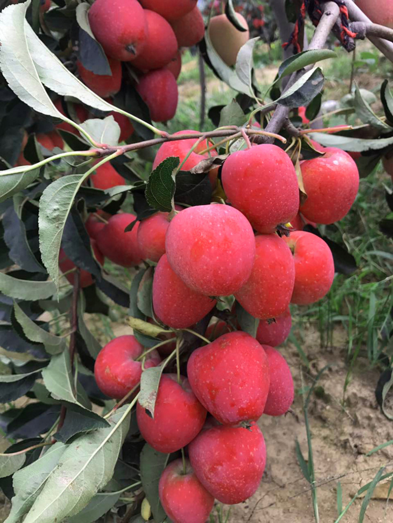 鸡心果，陕西鸡心果基地，鸡心果批发价格