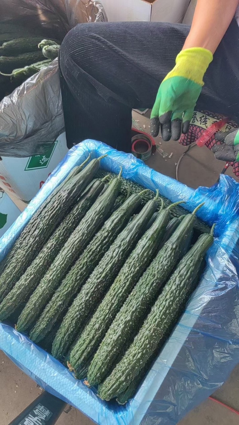 贵州黄瓜蜜刺黄瓜青瓜，一手货源，支持货到付款