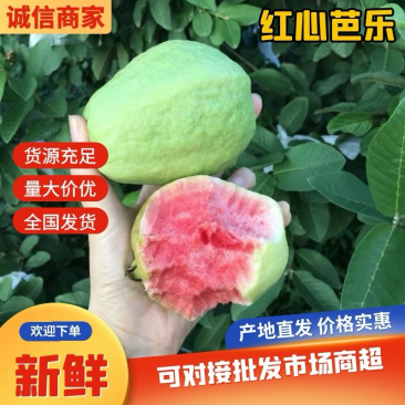 广东廉江红心芭乐，产地直供质量保证量大从优