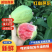 广东廉江红心芭乐，产地直供质量保证量大从优
