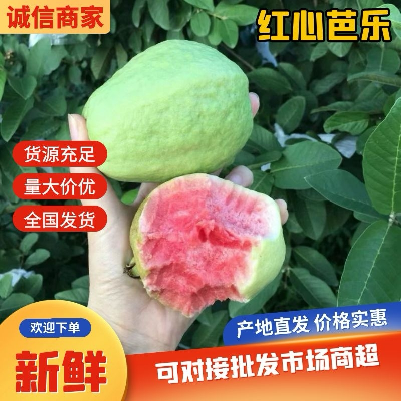 广东廉江红心芭乐，产地直供质量保证量大从优