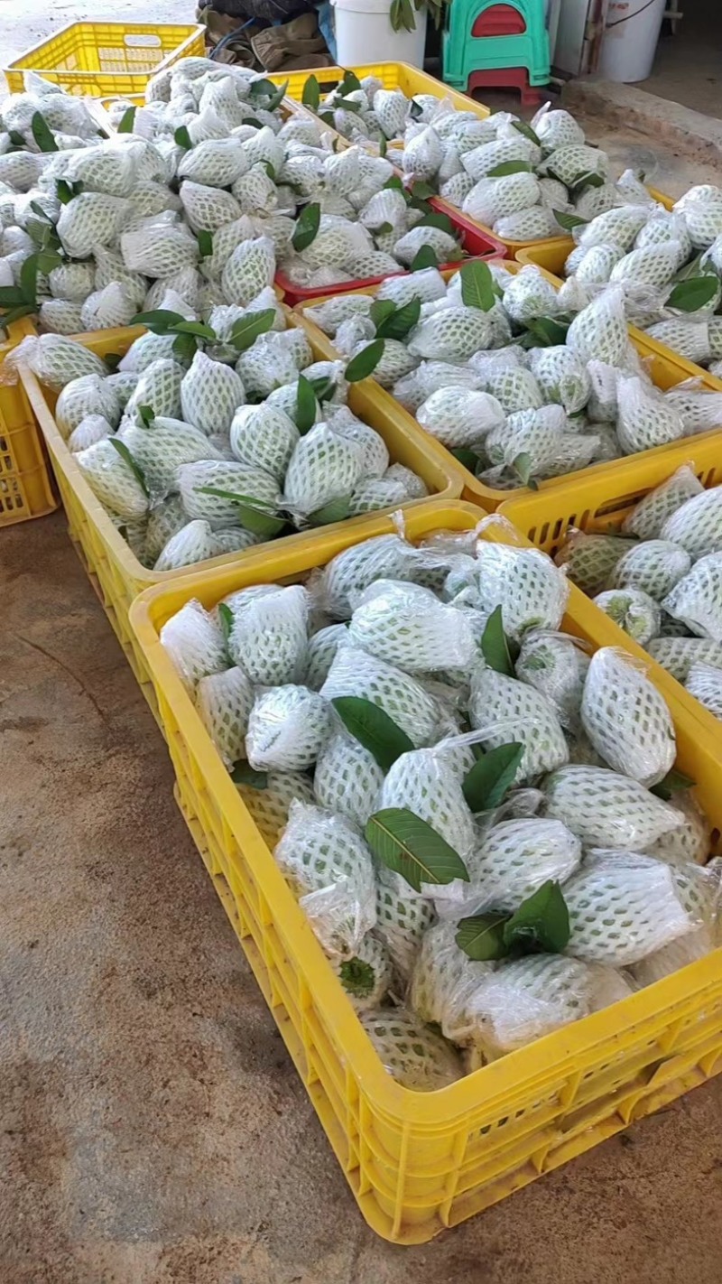 广东廉江红心芭乐，产地直供质量保证量大从优