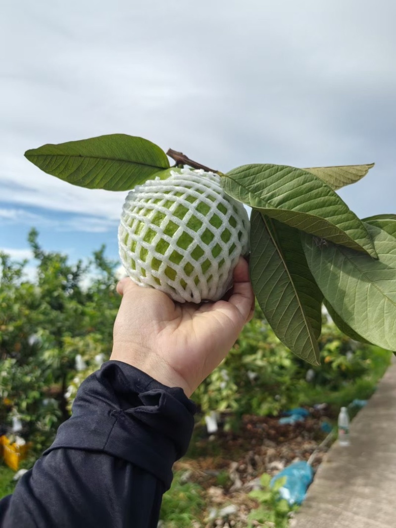 广东廉江红心芭乐，产地直供质量保证量大从优