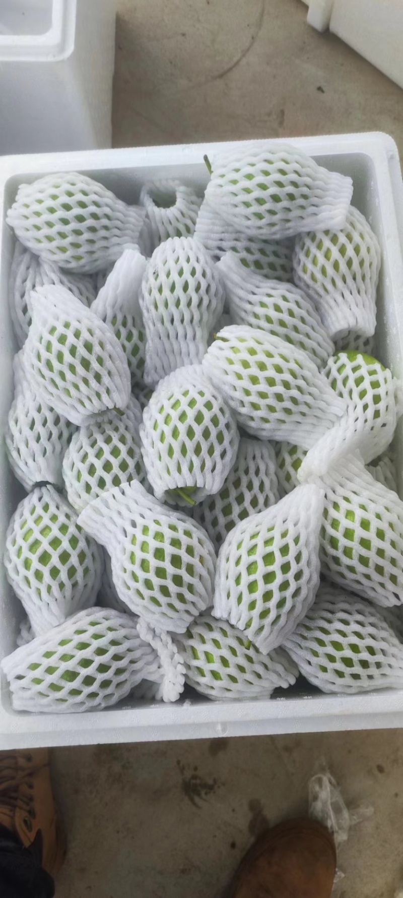 广东廉江红心芭乐，产地直供质量保证量大从优