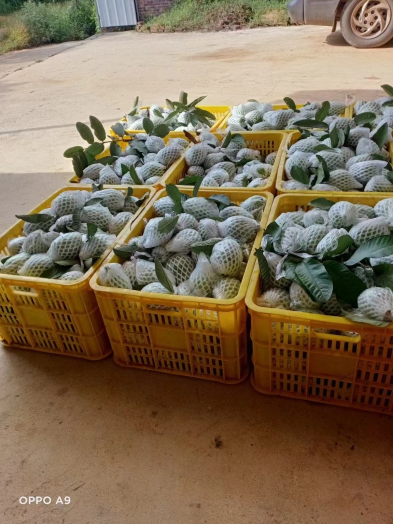 广东廉江红心芭乐，产地直供质量保证量大从优