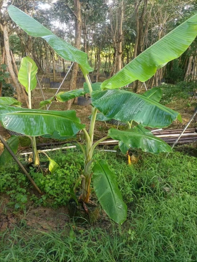 香蕉杯苗产地直发规格齐全质量保证欢迎老板来电咨询