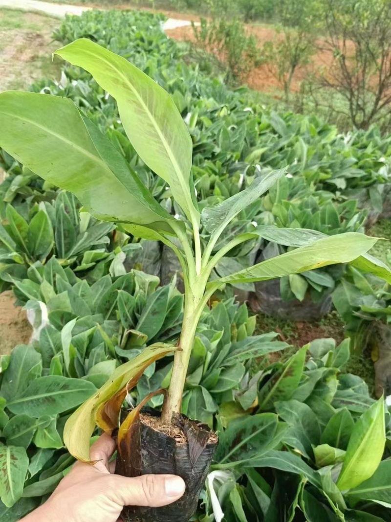 香蕉杯苗产地直发规格齐全质量保证欢迎老板来电咨询