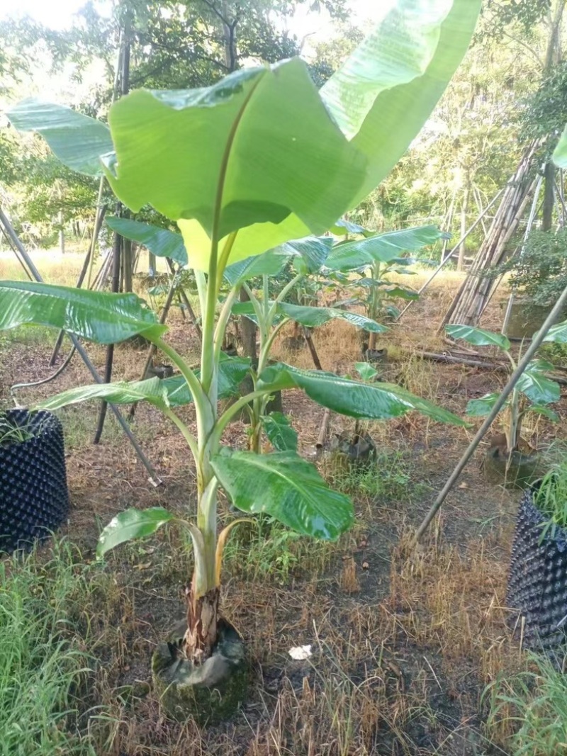 香蕉杯苗产地直发规格齐全质量保证欢迎老板来电咨询