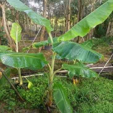香蕉杯苗产地直发规格齐全质量保证欢迎老板来电咨询