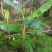 香蕉杯苗产地直发规格齐全质量保证欢迎老板来电咨询