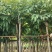 黄花腊肠树4～15公分产地直发规格齐全质量保证
