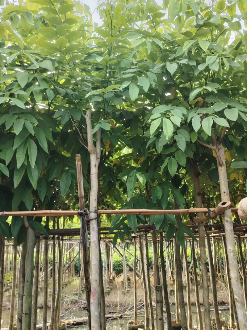 黄花腊肠树4～15公分产地直发规格齐全质量保证