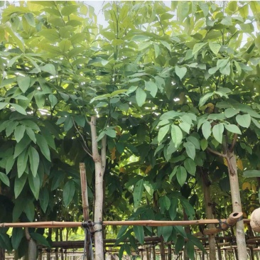 黄花腊肠树4～15公分产地直发规格齐全质量保证