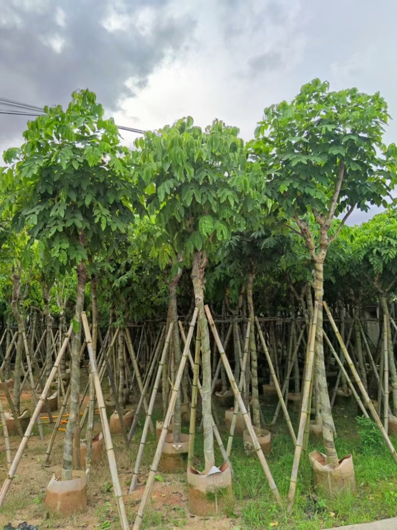 腊肠树8～15公分产地直发规格齐全质量保证