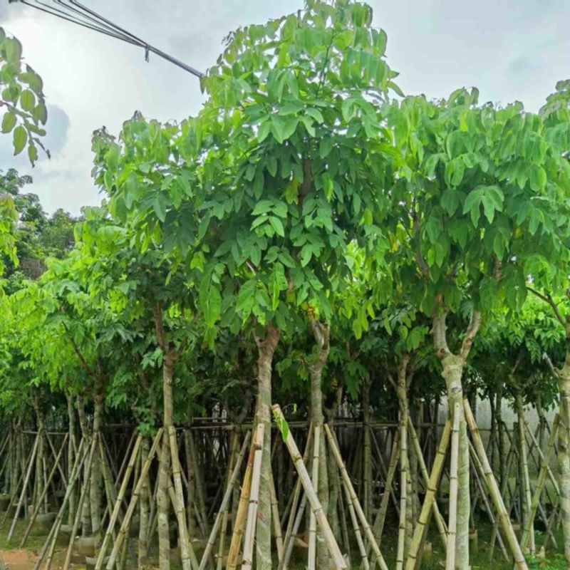 腊肠树8～15公分产地直发规格齐全质量保证
