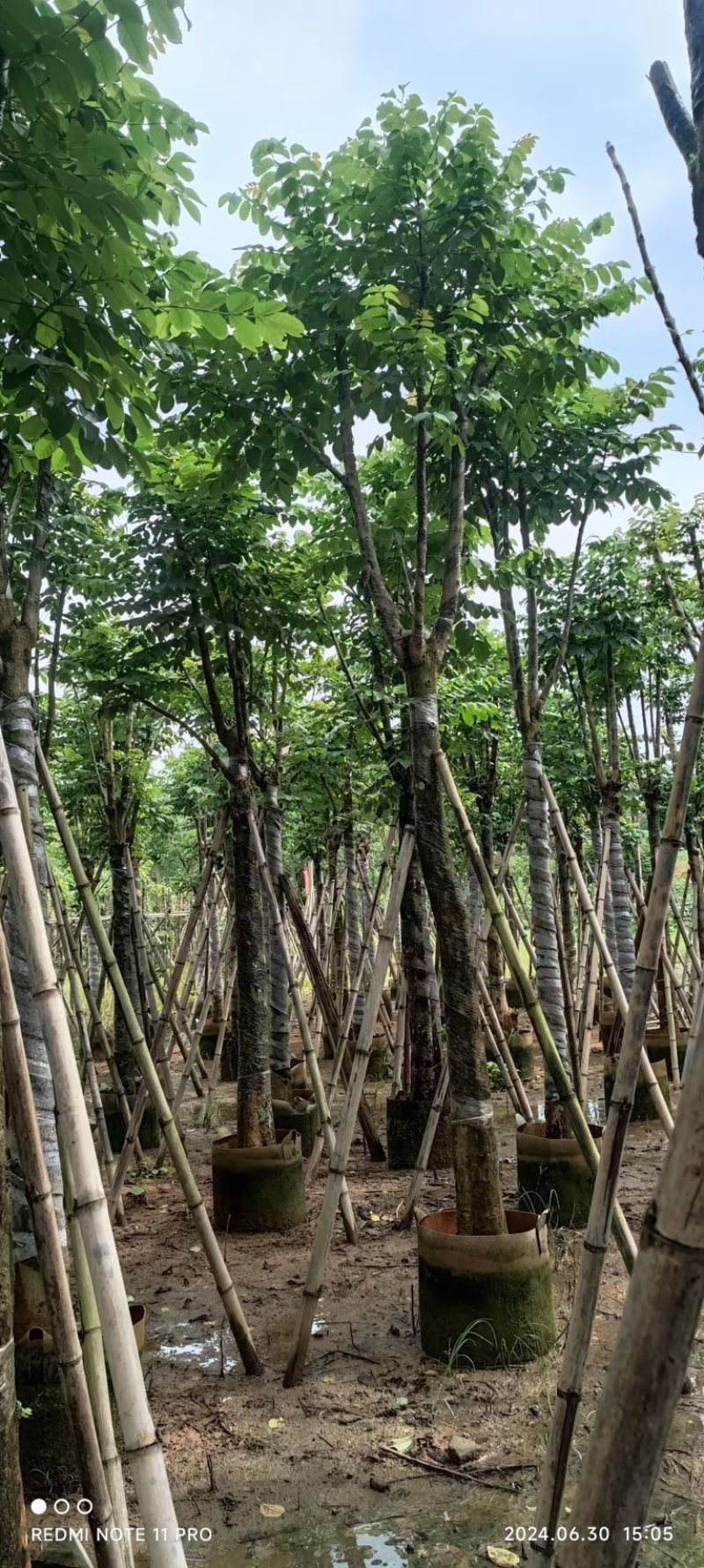 火焰木15～18公分产地直发规格齐全质量保证