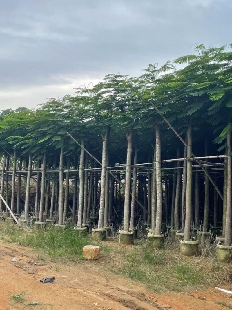 光杆凤凰木8～18公分产地直发规格齐全质量保证