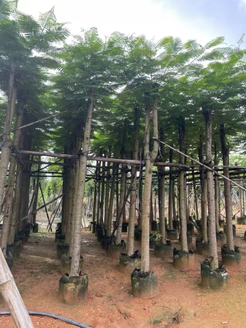光杆凤凰木8～18公分产地直发规格齐全质量保证