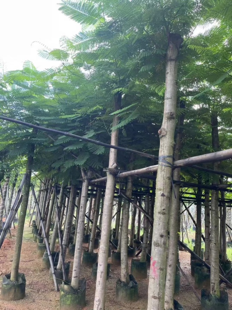 光杆凤凰木8～18公分产地直发规格齐全质量保证