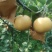 秋月梨
