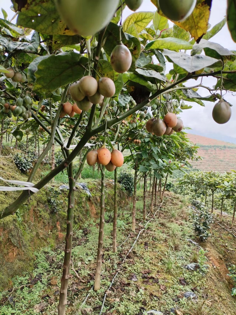 树番茄云南大树番茄现采现卖品质保证基地直发