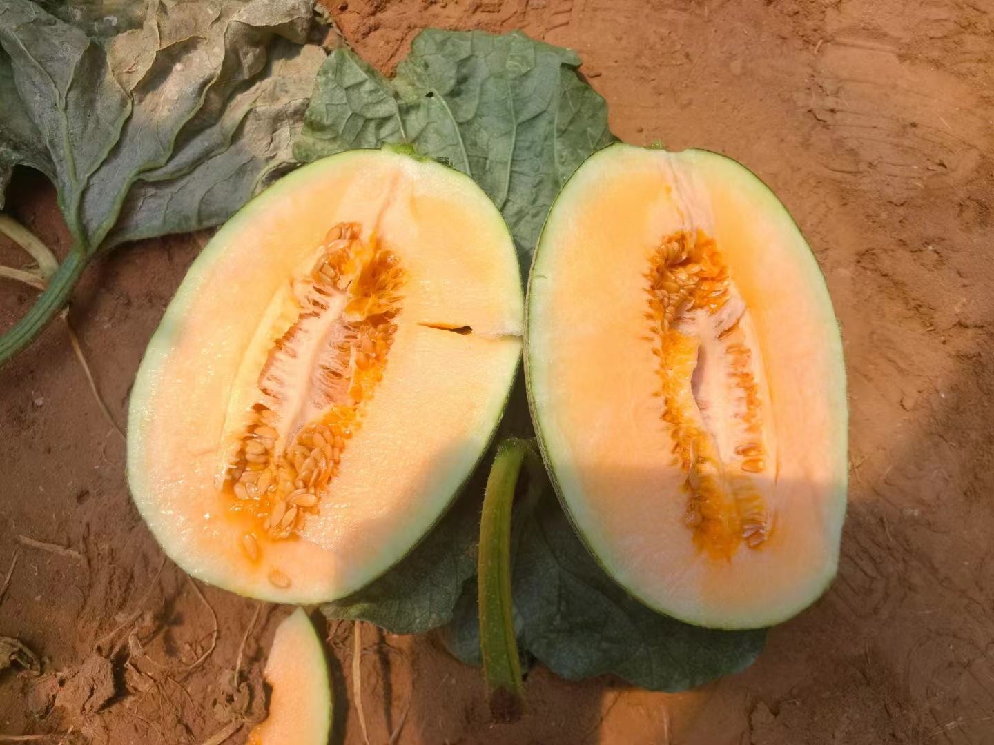 哈密瓜品种对比图