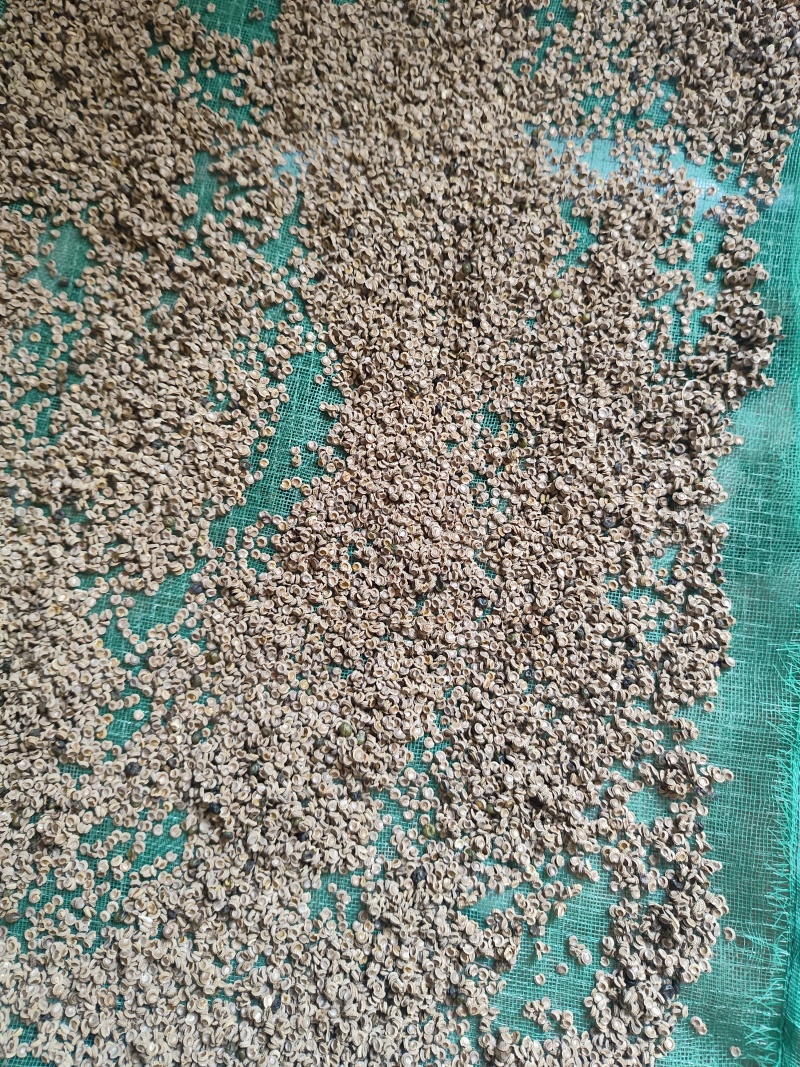 粉防己种子，24年新种子，5年粉防己结种，种子饱满，成活率高