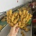 山东生姜，鲜姜产地，块大肉肥，质量保证，代存代收代发