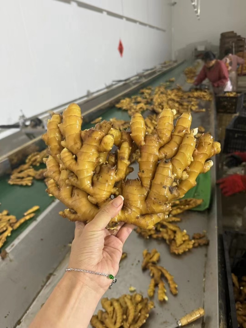 山东生姜，鲜姜产地，块大肉肥，质量保证，代存代收代发