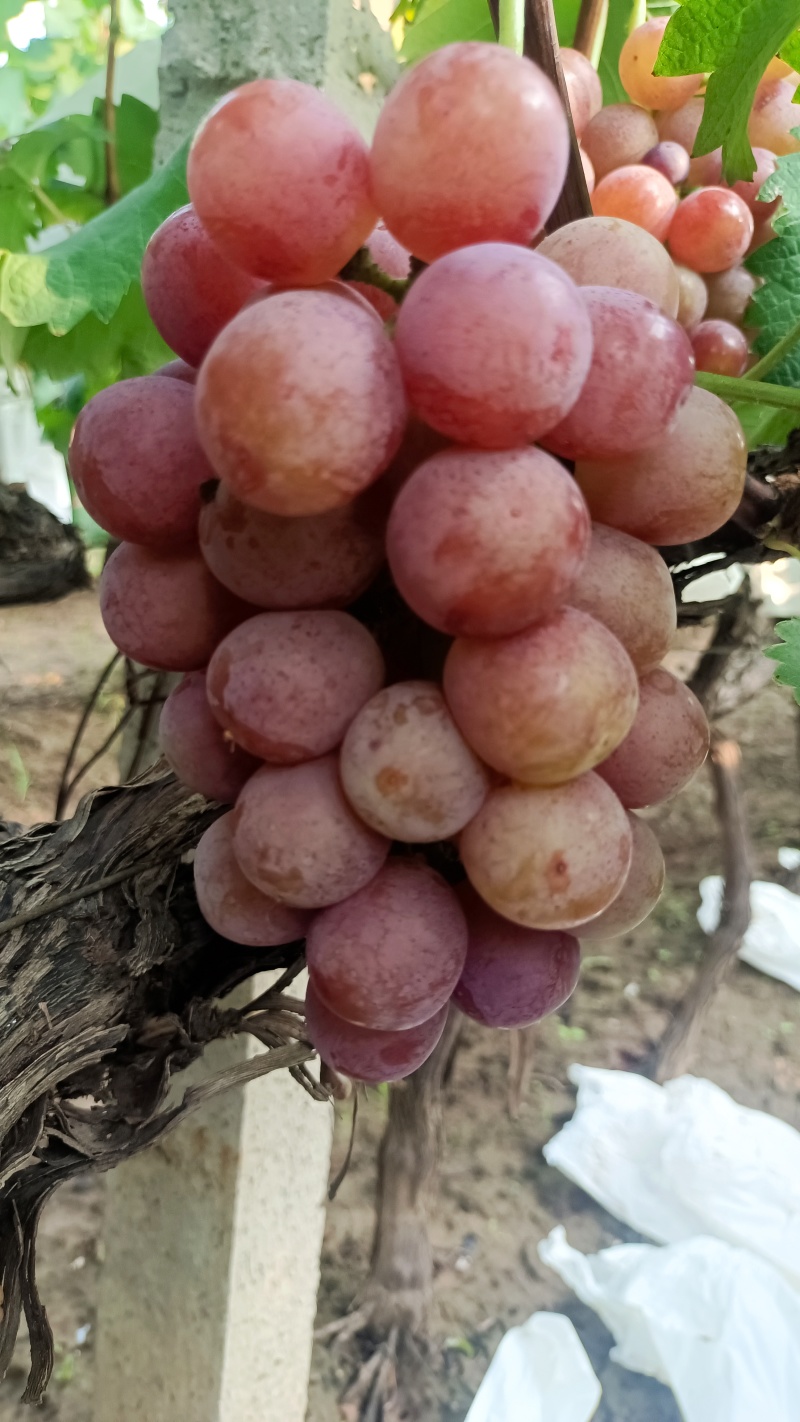 自家种植优质露天套袋巨峰葡萄开园上市热卖中…
