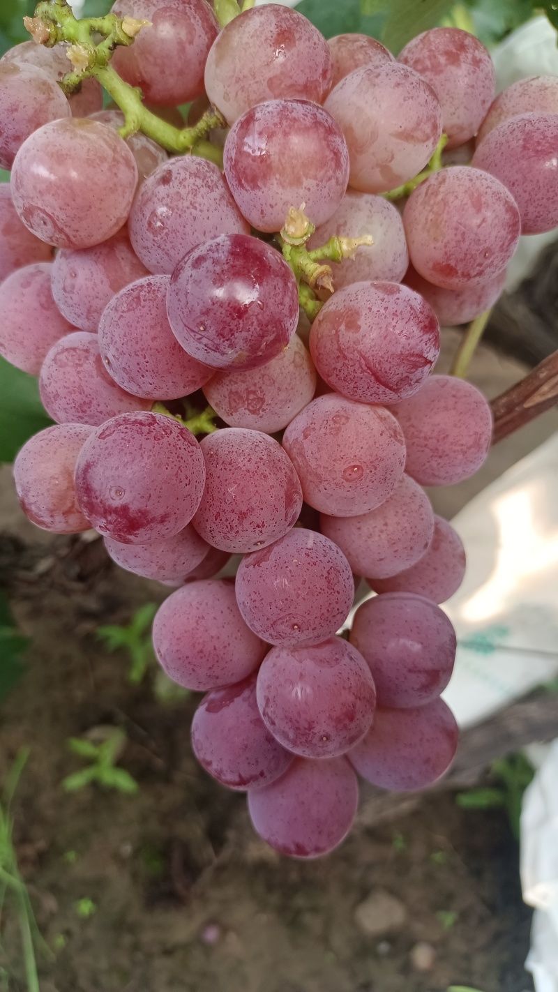 自家种植优质露天套袋巨峰葡萄开园上市热卖中…