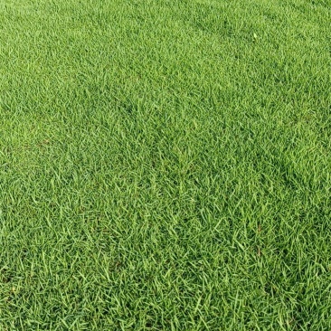 马尼拉草坪草