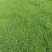 马尼拉草坪草