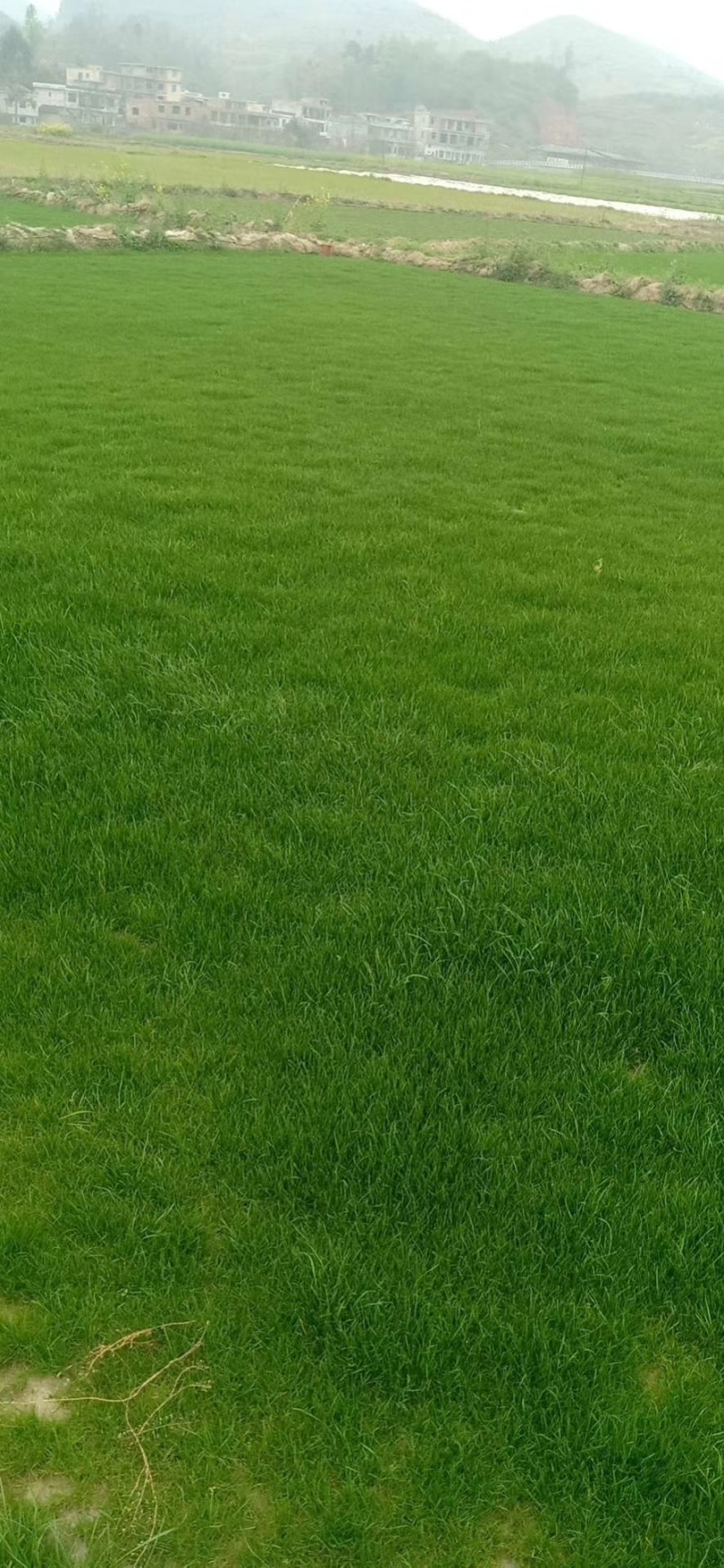 马尼拉草坪草