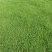 马尼拉草坪草
